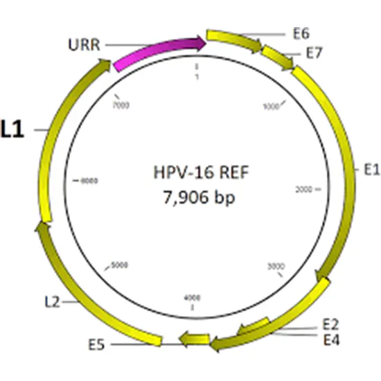 HPV High-Risk and Genotyping (Qualitative)